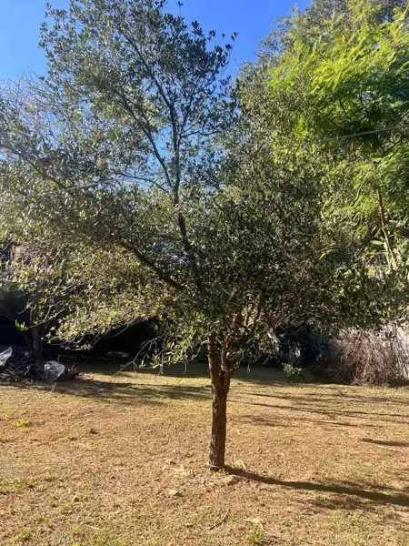 Terreno Campestre en El Yerbaniz, Santiago, Nuevo Leon