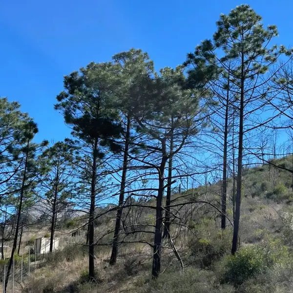 Terreno en venta en Laguna de Sanchez, Santiago — foto 2 de 4