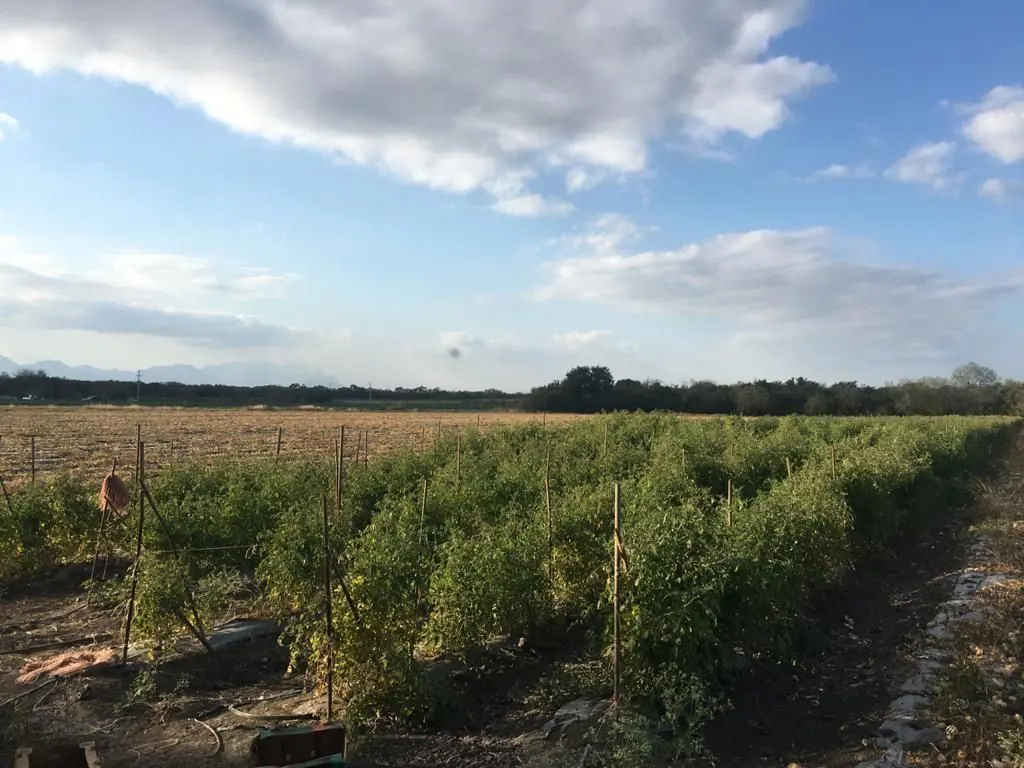 Terreno en venta en Atongo de Abajo (Atongo Allende), Allende — foto 1 de 4