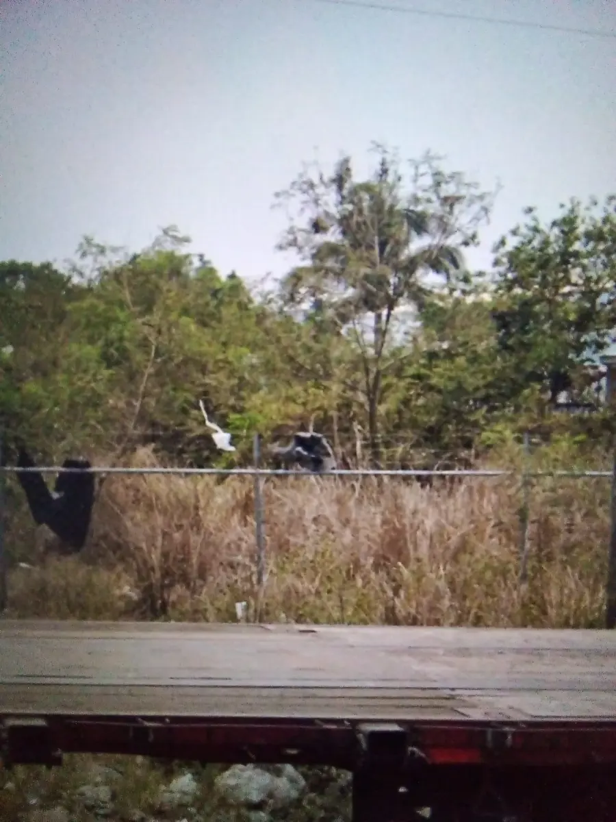 Terreno en renta en Bruno Pagliai, Veracruz — foto 1 de 4