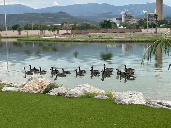 Terreno en venta en Ciudad Juárez, Lerdo — foto 3 de 10