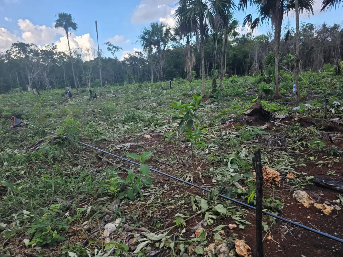 Terreno en venta en Leona Vicario, Puerto Morelos — foto 1 de 37