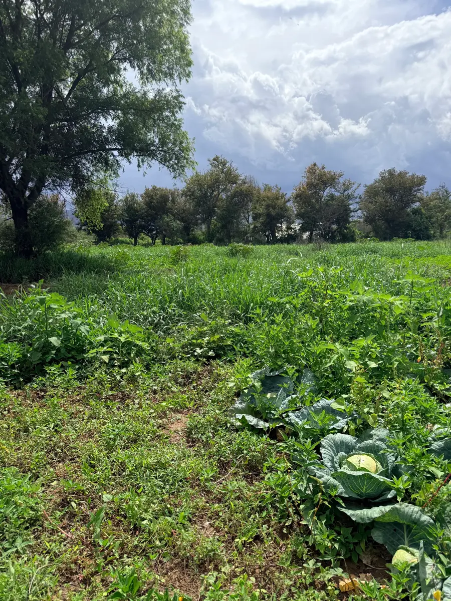 Terreno en venta en San Antonio Arrazola, Santa Cruz Xoxocotlán — foto 1 de 7
