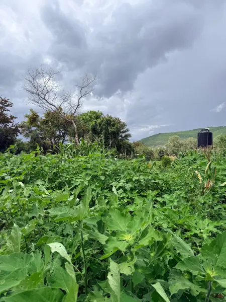 Terreno en venta en San Antonio Arrazola, Santa Cruz Xoxocotlán — foto 2 de 7