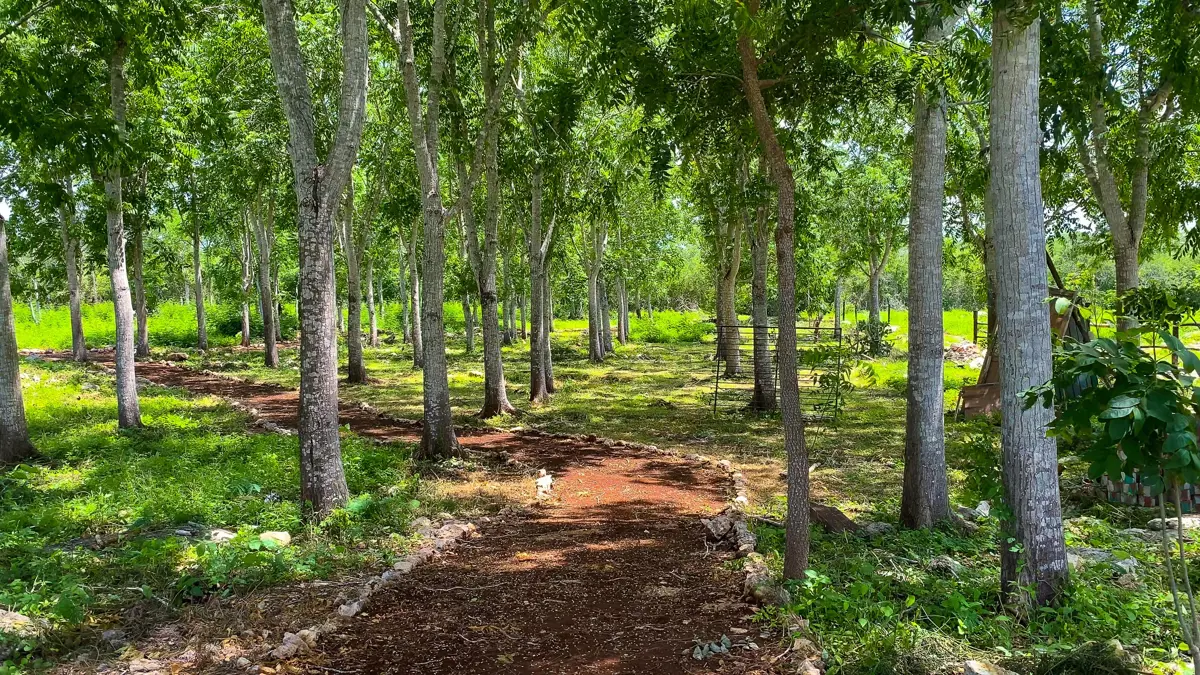Terreno en venta en Sin colonia, Motul — foto 1 de 22