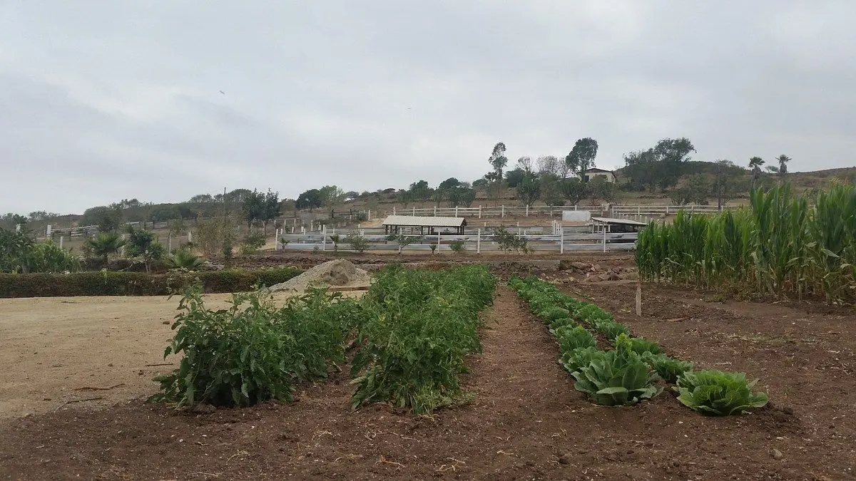 Finca-Rancho en venta en Huacatay, Playas de Rosarito — foto 1 de 32