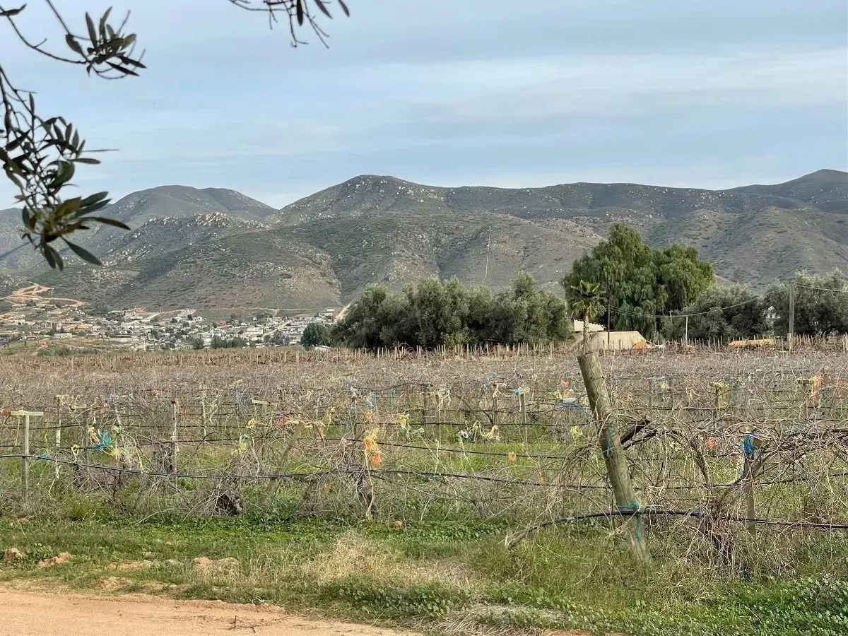 Terreno en venta en Valle de Guadalupe, Ensenada — foto 1 de 4