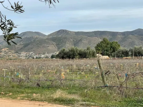 EN VENTA:  Terreno con Viñedos enfrente de Parque Jersey