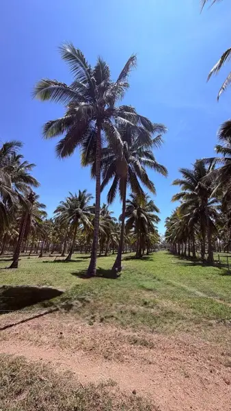 Terreno en venta en Camichines, Coquimatlán — foto 3 de 6