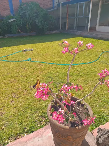 Casa en venta en Parque San Andres, Coyoacán — foto 3 de 17