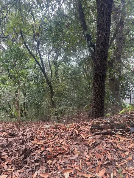 Terreno en Venta Olinalá, San Pedro Garza Garcia N.l. — foto 1 de 8