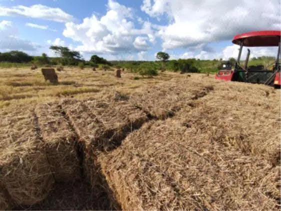 Terreno en venta en Tzucacab Centro, Tzucacab — foto 3 de 6