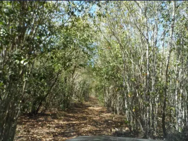 Terreno en venta en Tzucacab Centro, Tzucacab — foto 3 de 6