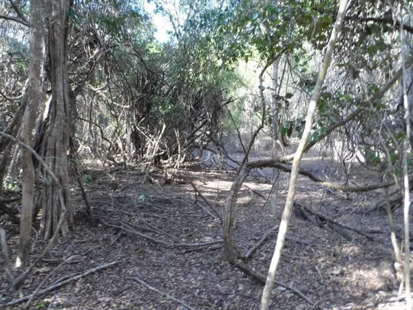 Terreno en venta en Becanchen, Tekax — foto 3 de 8