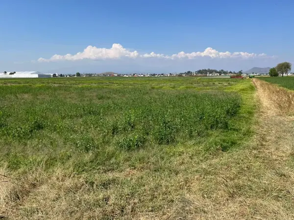 Terreno en venta en Chipilo de Francisco Javier Mina, San Gregorio Atzompa — foto 2 de 4