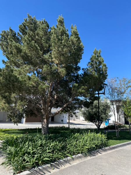 Terreno en venta en Monte Sabino Residencial, Saltillo — foto 3 de 4