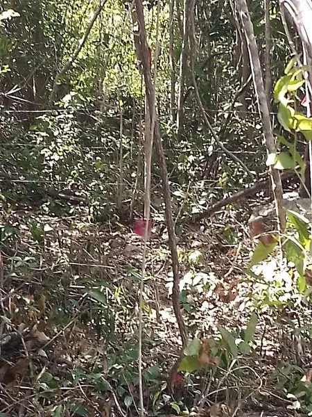 Terreno en venta en Region 15, Tulum — foto 3 de 5