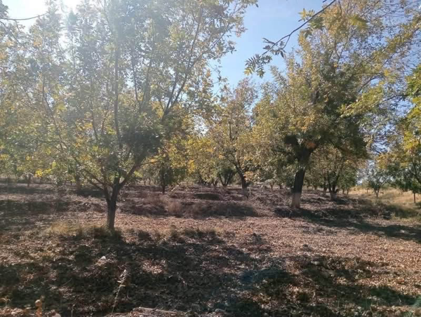 Se venden terreno en ex Hacienda Carolina San Pedro Coahuila