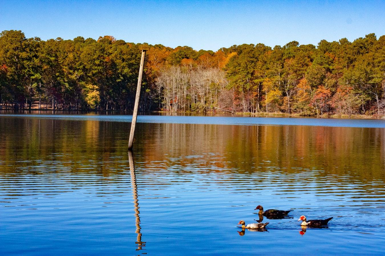 Merit Health Wesley, Doctors Nomad