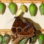 papillon