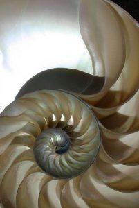Nautilus 2