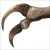 Read more about Largest fully preserved dinosaur claw unearthed in Mongolia’s Gobi Desert