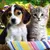 Read more about Puppies Or Kittens? 