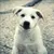 Read more about Max the Puppy (2024 Revived)