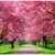Read more about The Blooming Beauty Of Spring (2024 Revived)