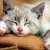 Read more about what do cats think when you feed pet and kiss them?