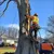 Read more about Smart Tree Care Tips for Homeowners in Clifton, VA