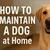 Read more about How to maintain dog in home 