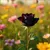 Read more about Quest For The Onyx Rose 
