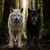 Read more about THE REAL TRUE STORY OF THE TWO WOLVES on what really happened  #stories #legends
