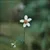 Read more about Poem "The Little Flower"