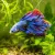 Read more about Marine biology essay or Inspiration.