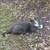 Read more about The Gray Cat
