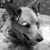 Read more about Why Adopt From A Shelter