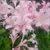 Read more about Flower of The Pink Sunset