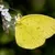 Read more about Yellow Butterfly