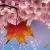 Read more about Maple Leaves and Cherry Blossoms 