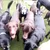 Read more about Top 5 Tips for Canine body language 