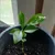 Read more about Sink Baby still Growing. 