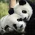 Read more about Easy Understanding of Pandas and SQL