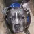 Read more about Misidentified & Misunderstood: How Breed Labeling is Failing Shelter Dogs
