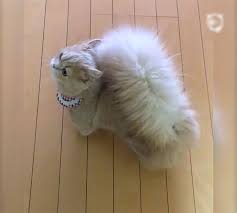 Squirrel Cat banner image
