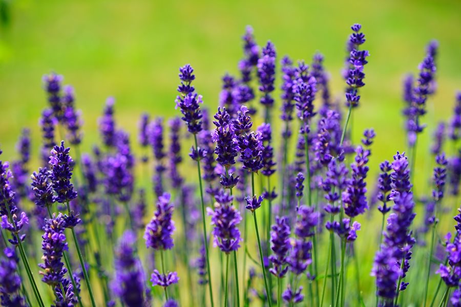 Lavender Sprig banner image