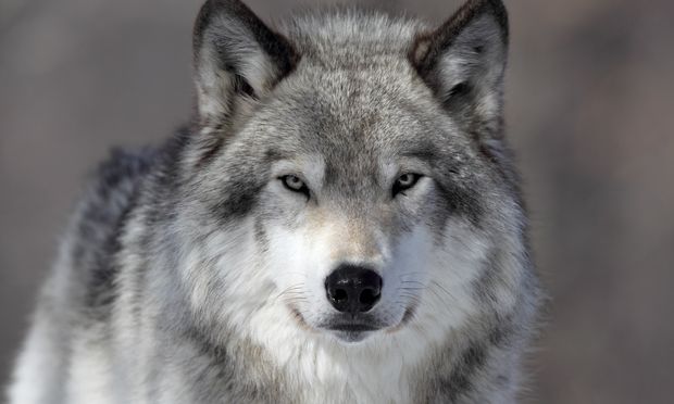 Timber banner image