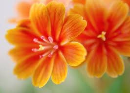 Orange Flower banner image