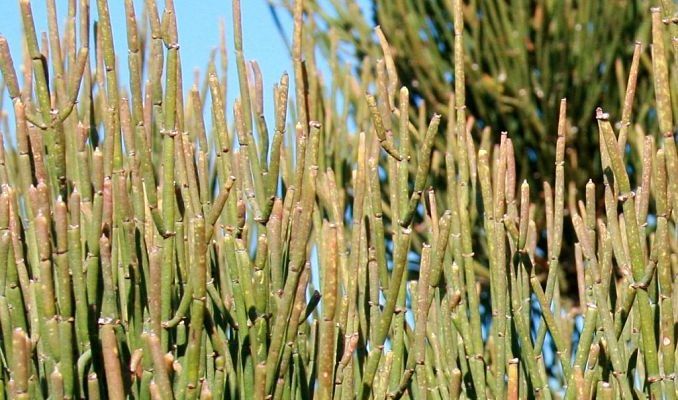 Ephedra banner image